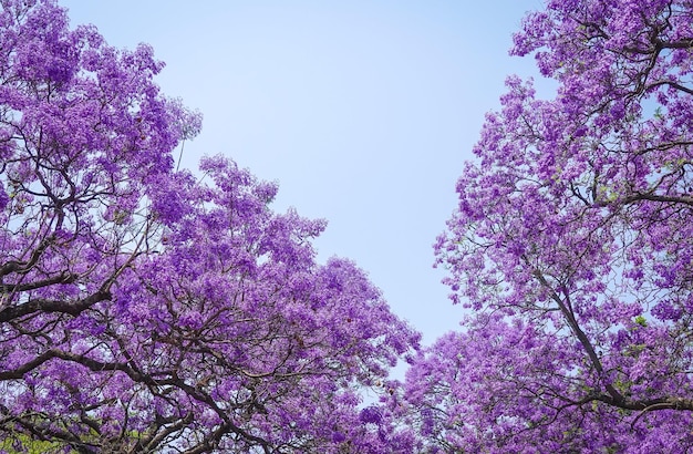 Fiori viola sotto il cielo blu