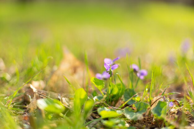 Fiori viola su erba verde nel parco di primavera