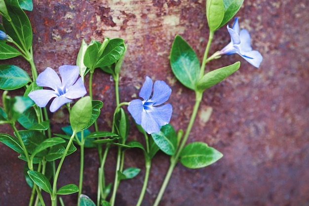 Fiori viola su grunge sfondo arrugginito pervinca pianta fioritura closeup copia spazio