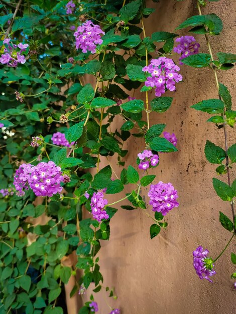 Fiori viola su un muro con foglie verdi