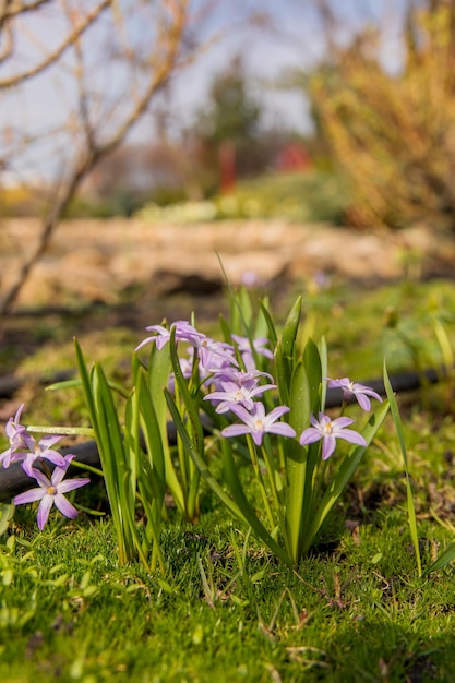 Fiori viola su un tetto verde