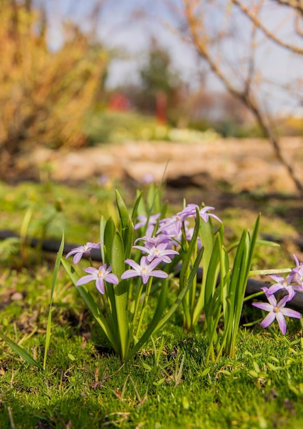 Fiori viola su una superficie verde con un albero sullo sfondo