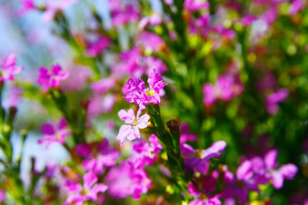 Fiori viola sul campo