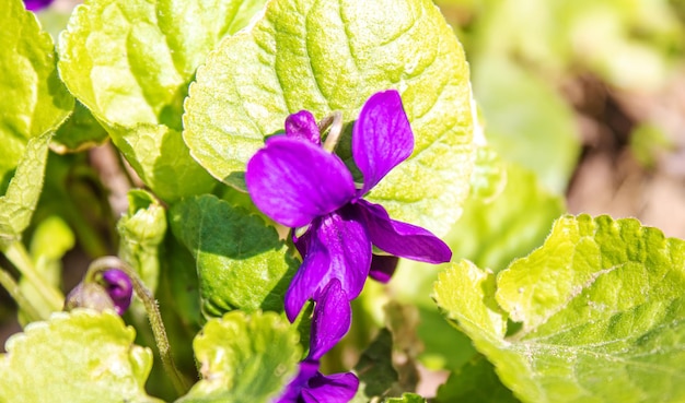 Fiori viola viola in fiori naturali di messa a fuoco selettiva