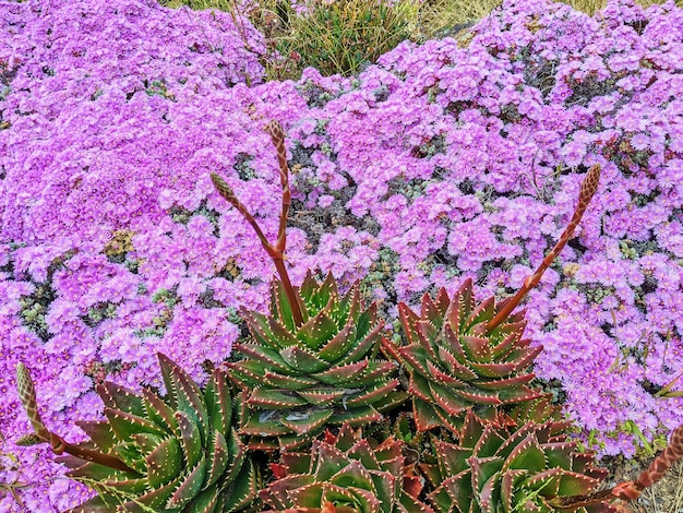 Fiori viola vivaci e succulente a spicchi in giardino