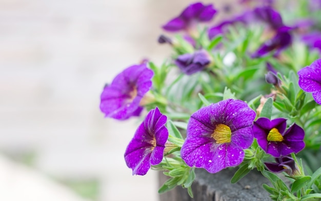 fiori viola