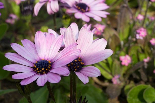 fiori viola