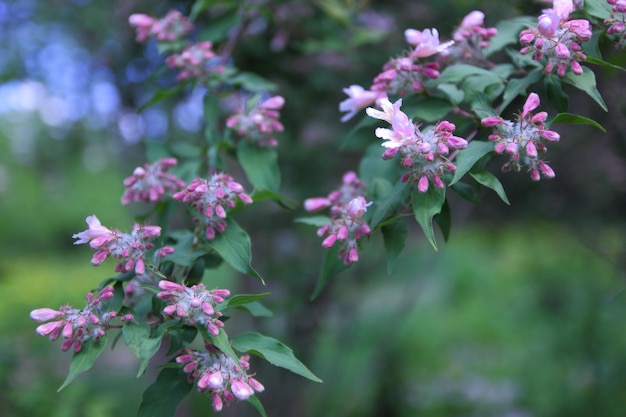 Fiori weigela rosa su un ramo nel giardino Fiori weigela rosa splendidamente sbocciati nel giardino Primo piano