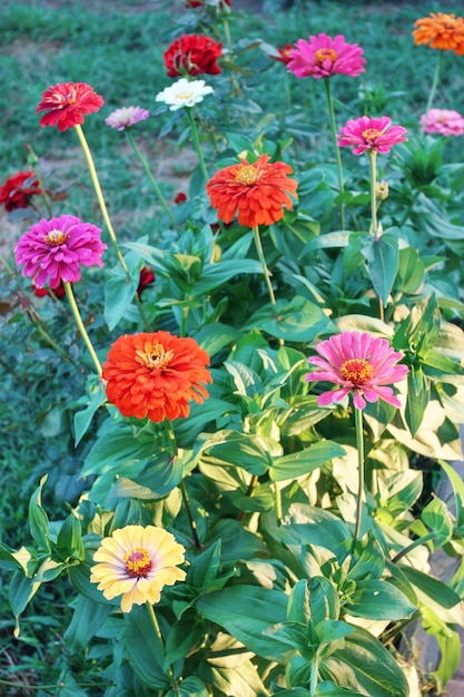 fiori zinnia