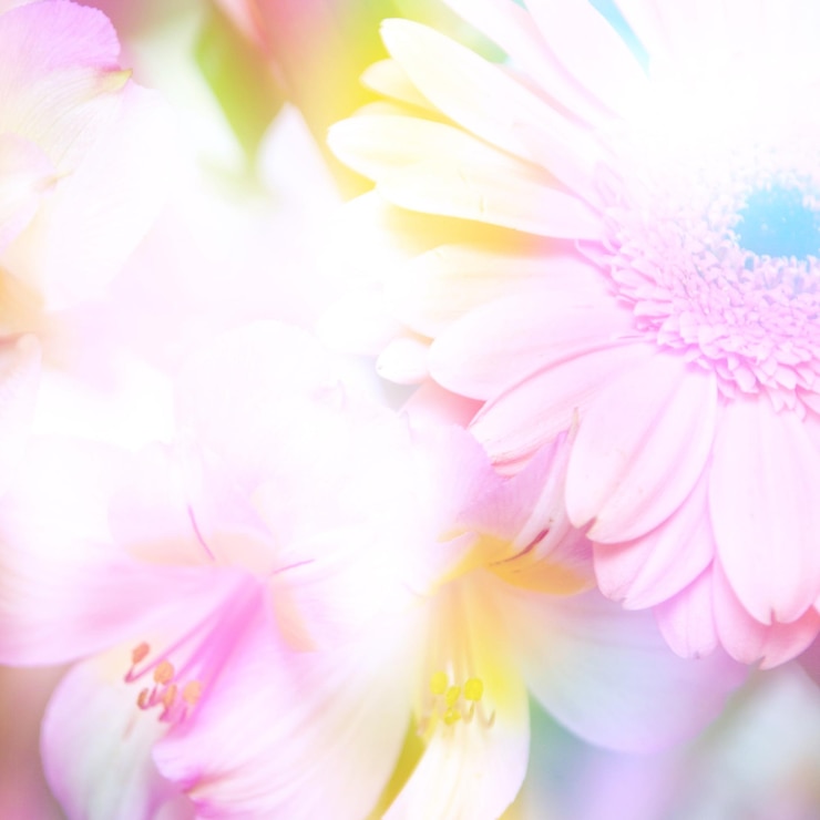 Foto fiori
