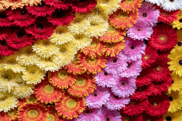 Fioriere di Gerbera.