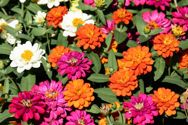 Fiorisca il fiore nel giardino nell&#39;ambito del giorno soleggiato luminoso.