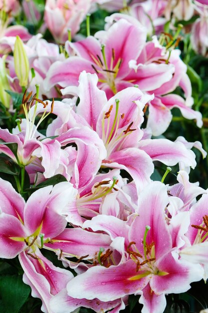 Fiorisca il fondo della natura, fiore lilly di rosa del fiore nella stagione primaverile