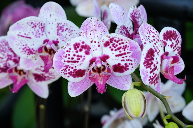 Fiorisca il fondo, i fiori rosa e bianchi del mazzo dell&#39;orchidea sbocciano in primavera