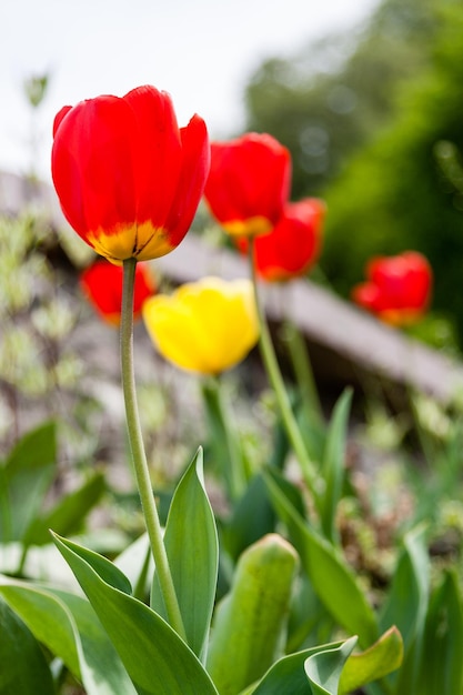 Fiorisce con tulipani colorati