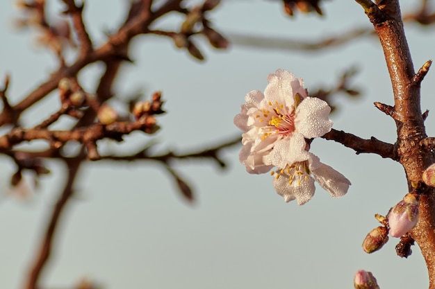 Fiorisce con umidità e gelo in una fredda giornata al tramonto