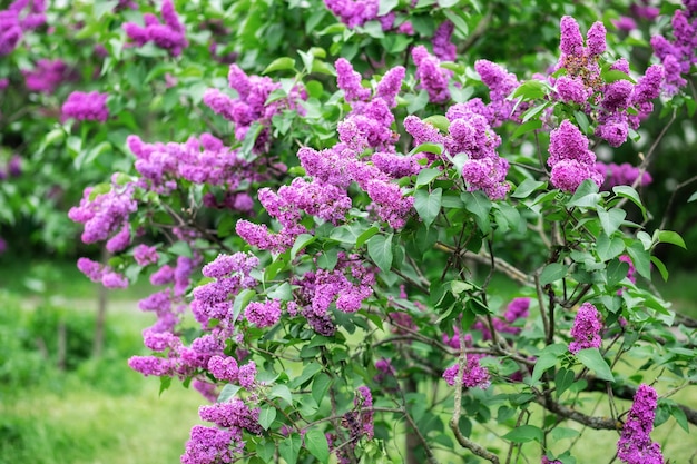 Fiorisce i fiori lilla in primavera in giardino