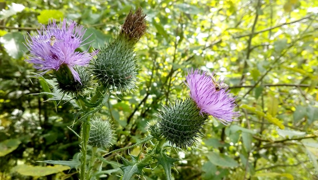 Fiorisce il cardo selvatico porpora allo stato brado con gli insetti nella foresta