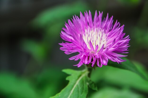 Fiorisce il fiordaliso reale nel giardino in natura