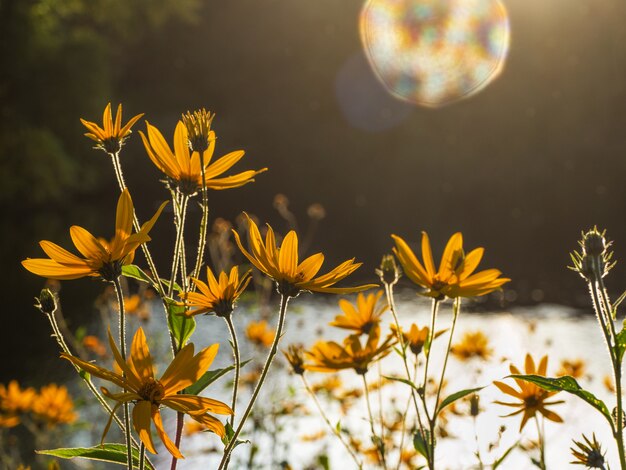 Fiorisce il topinambur. Sfondo fiore di sole.