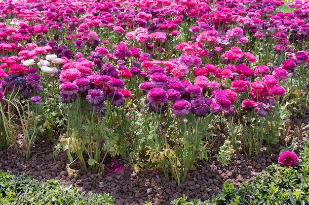 Fioriscono bellissimi fiori naturali colorati in vista