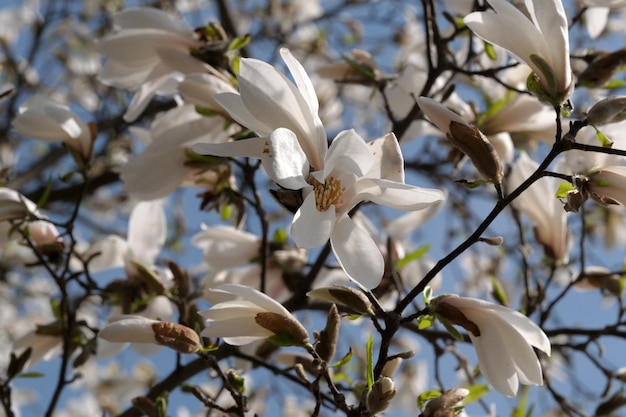 Fioriscono le magnolie bianche