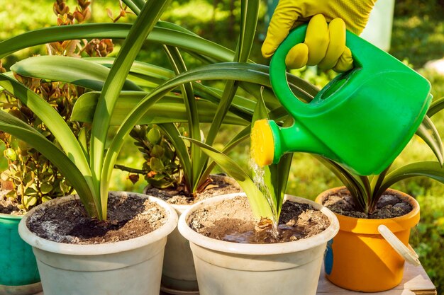 Fiorista annaffiatoio fiori Concetto di cura delle piante d'appartamento Prevenzione delle piante da interno