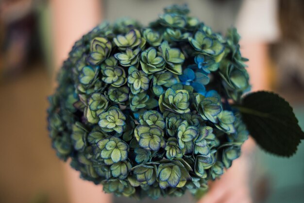 Fiorista che fa un bouquet tenendo un bellissimo fiore d'ortensia blu