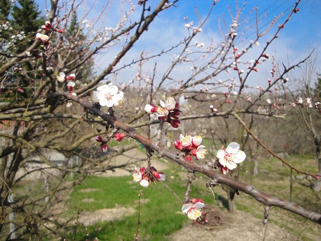 Fioritura albicocca mela pera ciliegio in primavera