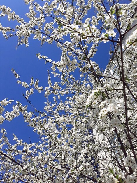 fioritura apple tree