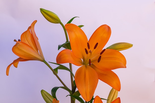 Fioritura arancio del fiore del giglio