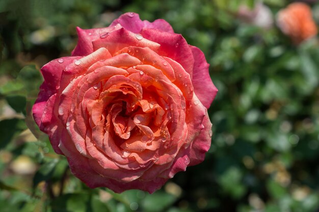 Fioritura bella rosa fresca colorata con rugiada sui petali