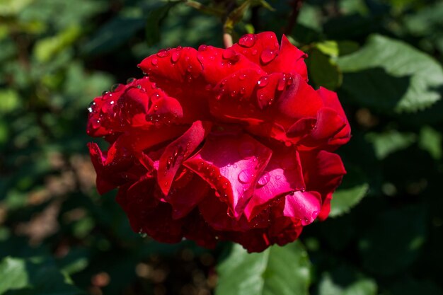 Fioritura bella rosa fresca colorata con rugiada sui petali