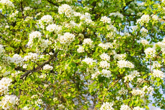 Fioritura Bellissimo tappeto di fiori bianchi di melo nel giardino mattutino primaverile