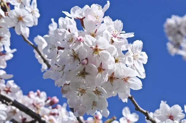 Fioritura bianca del fiore di ciliegia