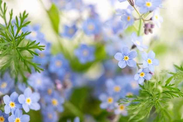 Fioritura blu del nontiscordardime fiori estate sfocata superficie floreale