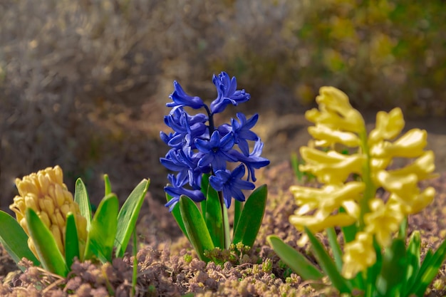 Fioritura blu estiva del giardino fiorito del giacinto Piante di primula del prato