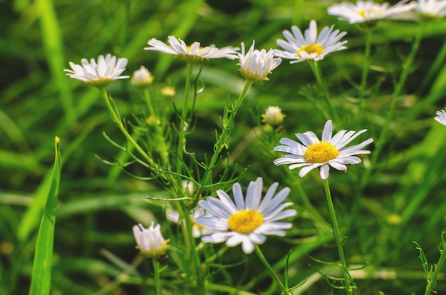 Fioritura camomilla nel campo.