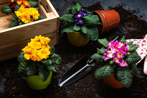 Fioritura colorata Primrose o Primula e attrezzi da giardinaggio all'inizio della primavera il concetto di attività sullo sfondo