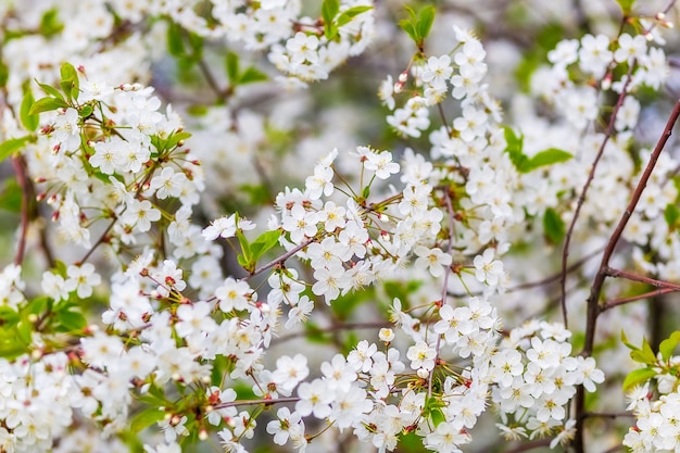 Fioritura decorativa ramo di ciliegio con boccioli e fiori, concentrarsi in primo piano, sfondo sfocato, messa a fuoco selettiva.