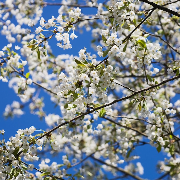 Fioritura dei ciliegi in primavera