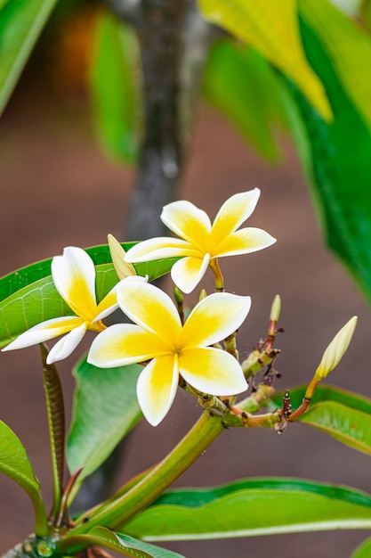 Fioritura dei fiori di plumeria rubra