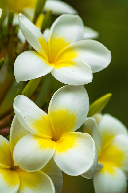 Fioritura dei fiori di plumeria rubra