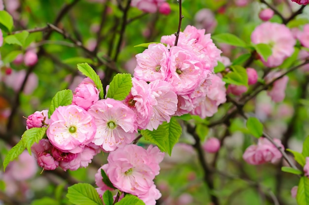 Fioritura dei fiori di sakura