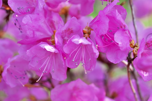 Fioritura dei rododendri rosa del primo piano