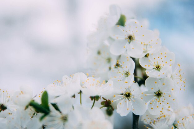 fioritura del ciliegio sakura primaverile