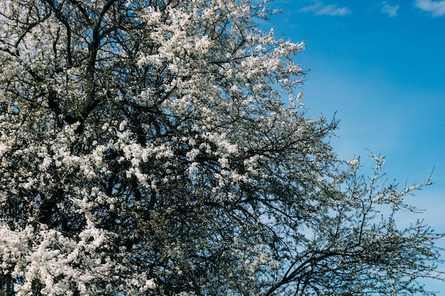 fioritura del ciliegio sakura primaverile