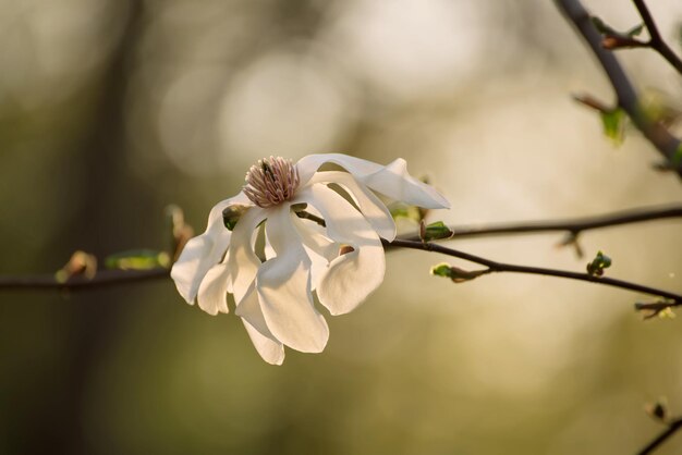 Fioritura del fiore bianco della magnolia in primavera al tramonto, immagine retrò vintage hipster