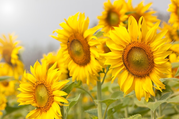 Fioritura del fiore del girasole bella