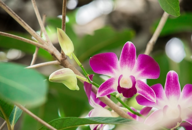 Fioritura del fiore dell&#39;orchidea all&#39;aperto contro fondo vago